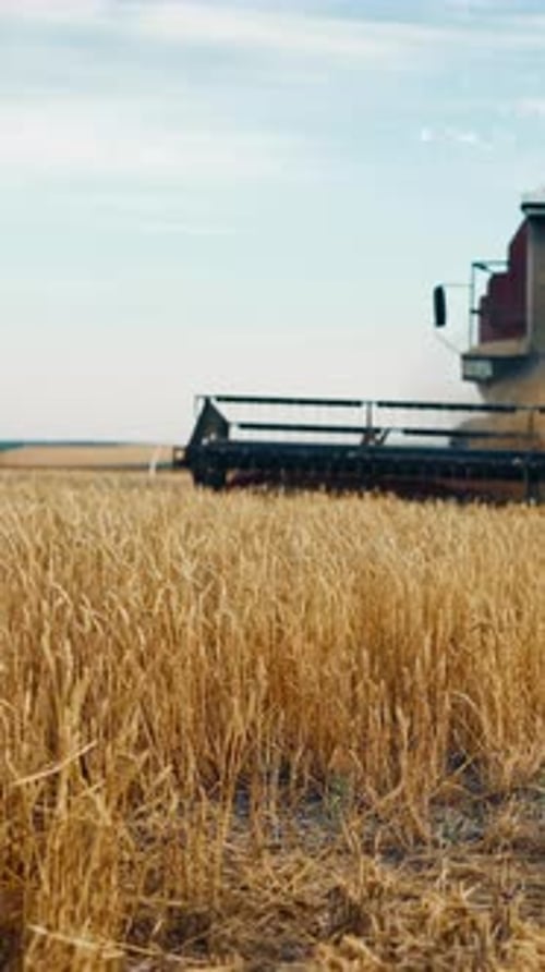 Harvester Machine Working on Golden Field with Ripe Cereals Harvesting Season in Farmland Vertical