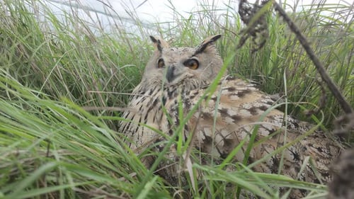 Close-up of Owl sits on ground, hiding in thick grass during strong autumn wind