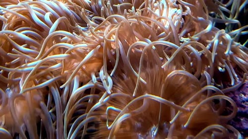 A think cluster of sea anemone tentacles on the coral reef