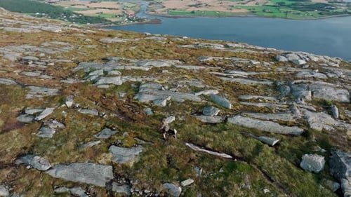 Blaheia, Nordland, Norway - A Man and His Dog Strolling Along a Rugged Trail - Aerial Drone Shot