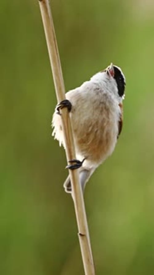 Petit oiseau Remiz est assis sur un roseau