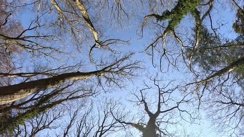 Multiple trees shot from underneath with blue sky.