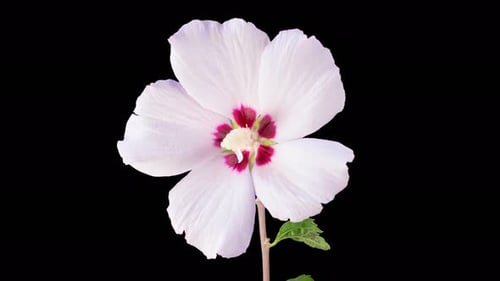 White Flower Blooming on Black Background Time Lapse