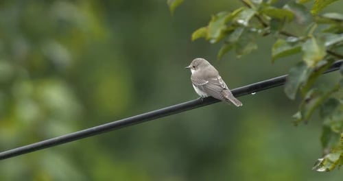 Spotted Flycatcher