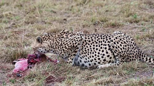 Cheetah Eating Prey in the African Wilderness