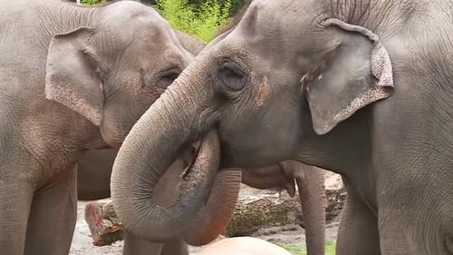SEVERAL ELEPHANTS USING THEIR TRUNKS EATING PUMPKINS