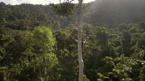 Ascending Aerial shot of tropical lush dense rain forest canopy