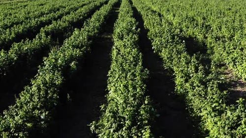 Vibrant Raspberry Bush Rows in Sunlit Agricultural Field