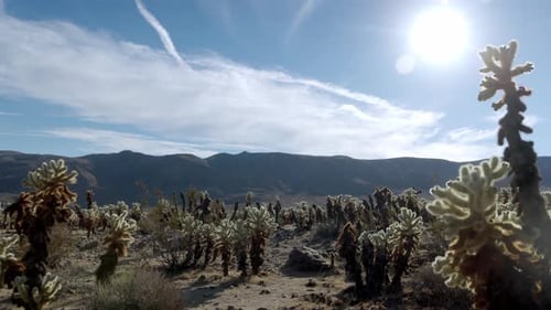 Cacti field in Joshua Tree National Park in California with video panning right to left.