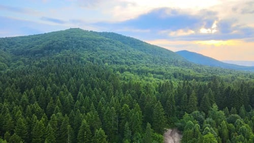 Aerial View of Green Pine Forest with Dark Spruce Trees Covering Mountain Hills