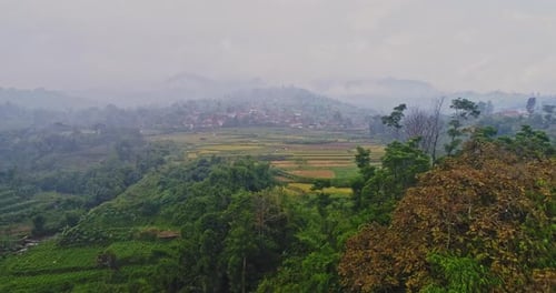 Aerial view of foggy agricultural rice fields in the morning
