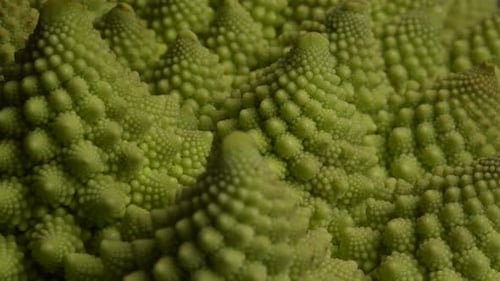 Romanesco Cauliflower 04