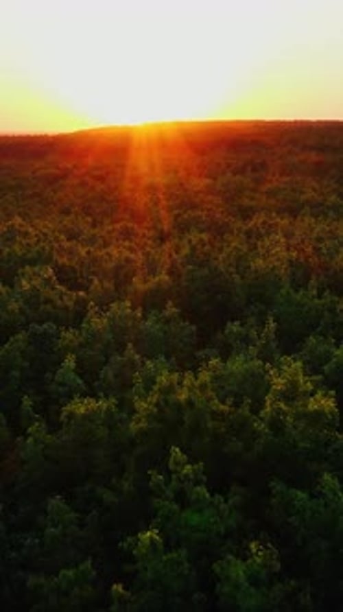 Luftaufnahme über dem Wald. Luftaufnahme des immergrünen Waldes, Naturhintergrund
