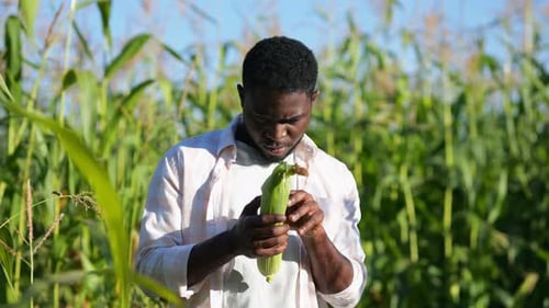 Young Adult Inspects Corn in a Field