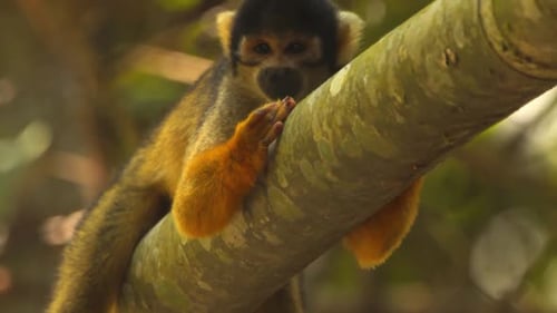 A close-up of a black-capped squirrel monkey resting on a branch, peacefully in Peru’s Amazon rainfo