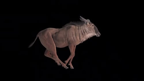 Wildebeest Run