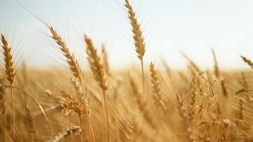 Beautiful Rye Field in Harvesting Season Closeup View of Ears Growing Wheat in Farmland