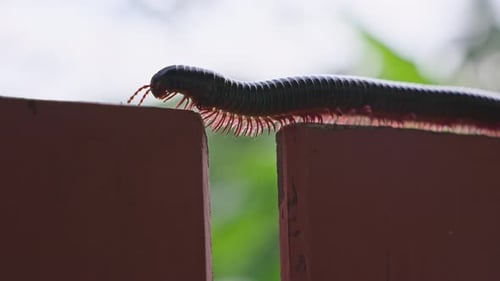 Insect Macro Photography of a Millipede Crawling on a Wooden Fence