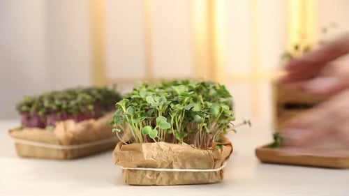 Mujer poniendo un recipiente con microvegetales sobre la mesa y cortando brotes en el interior, de cerca