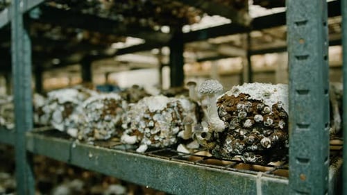 Anbau von Shiitake-Pilzen, Dünger, Biofarm, vegetarisches Essen, essbare Pilze, Anbau von Plastiktüten