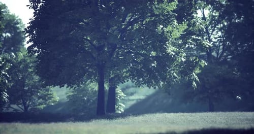 Lush Green Trees Swaying Gently in the Calm Afternoon Sunlight at a Serene Park