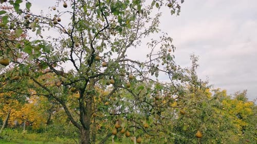 Pears on a Tree in the Garden