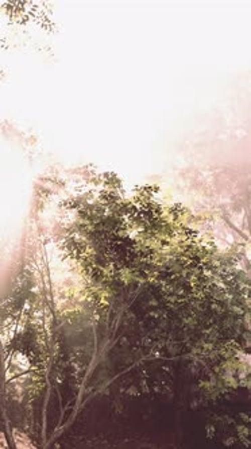 Golden Sun Rays Through Misty Forest Foliage Vertical Video