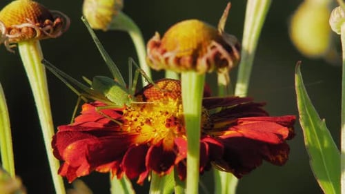 Green Cricket On A Blossoming Red Flower At The Garden In Sunlight - close up