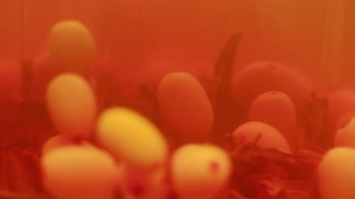Argousier, baies saines pour le thé, boisson, baies mûres surgelées dans un bocal en verre et branches avec