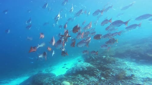School of fish, ocean and swimming in coral reef in Raja Ampat with biodiversity