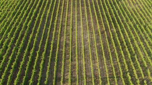 Aerial Top-Down View of Straight Grapevine Rows in a Sunlit Vineyard
