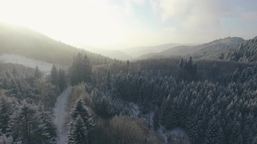 Aerial View of Road in Coniferous Forest in Winter
