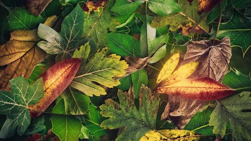 Autumn Leaves Gently Moving Background Loop