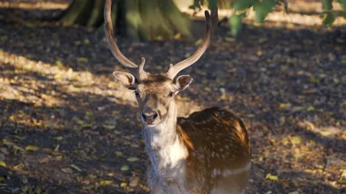 Deer Standing Calmly in Forest Glade