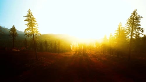 Le soleil brillant de Dawn Forest illumine un paysage automnal coloré