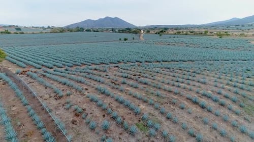Agave Plantations for Tequila Production. Jalisco, Mexico.