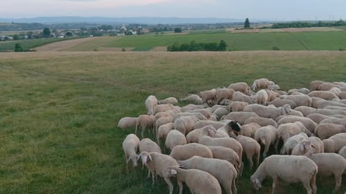 Sheep Grazing Green Fields Rural Field