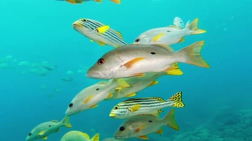 Fish, coral reefs and swimming in nature, underwater and wildlife or habitat, aquatic and tropical