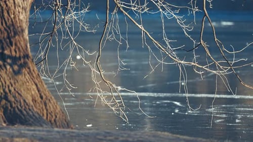 Majestic old oak tree stands beside a frozen pond, its gnarled branches reaching towards the icy sur