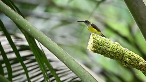 the little spiderhunter bird is happily sucking the sweet sap of the coconut flower with its long be