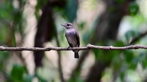 Der Asian Brown Flycatcher ist ein kleiner Sperlingsvogel, der in Japan, Himalaya und Sibirien brütet; migr