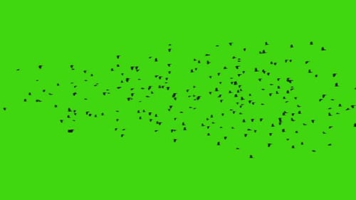 Écran vert volant avec des oiseaux - 4k