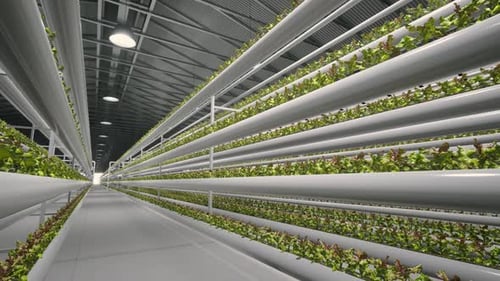 Hydroponic In The Vast Greenhouse. Aquaculture. Herb Plantation