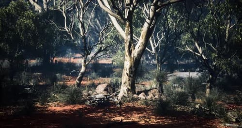 Beautiful Forest Landscape with Sunlight Filtering Through Trees