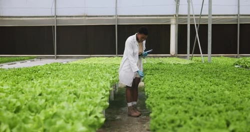 Young Adult Inspecting Lettuce in Greenhouse with Tablet