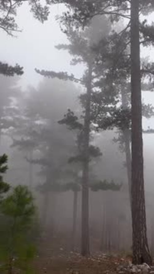 Vertical Video Misty Forest Flight Between Trees in the Foggy Forest
