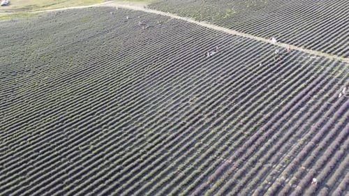 Aerial Lavender Fields
