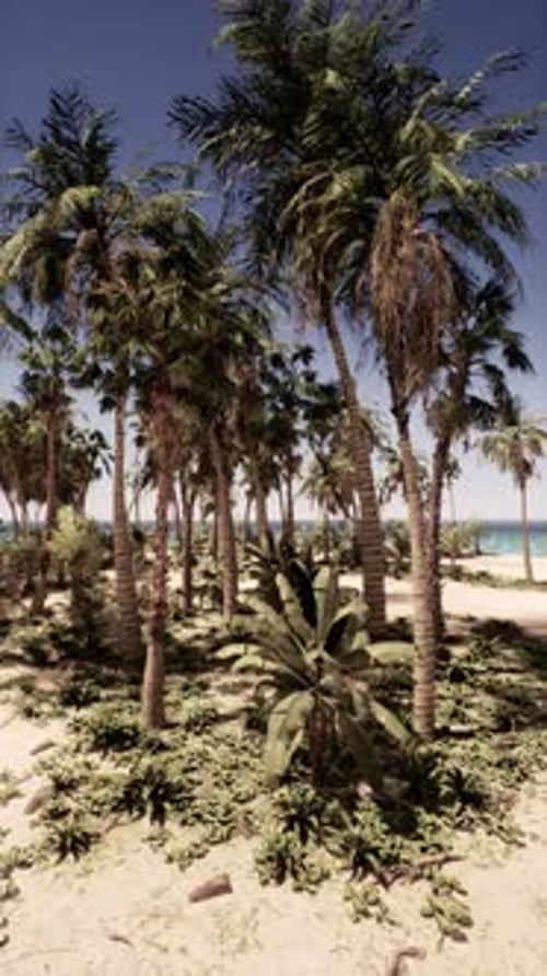 Palm Trees Clustered on Beach