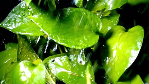 Rain Falling on Bright Green Tropical Leaves