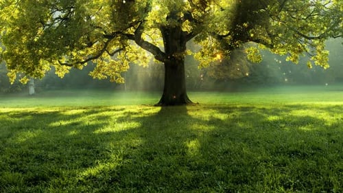Grüner Garten und Baum mit Partikelhintergrund 4k Loop